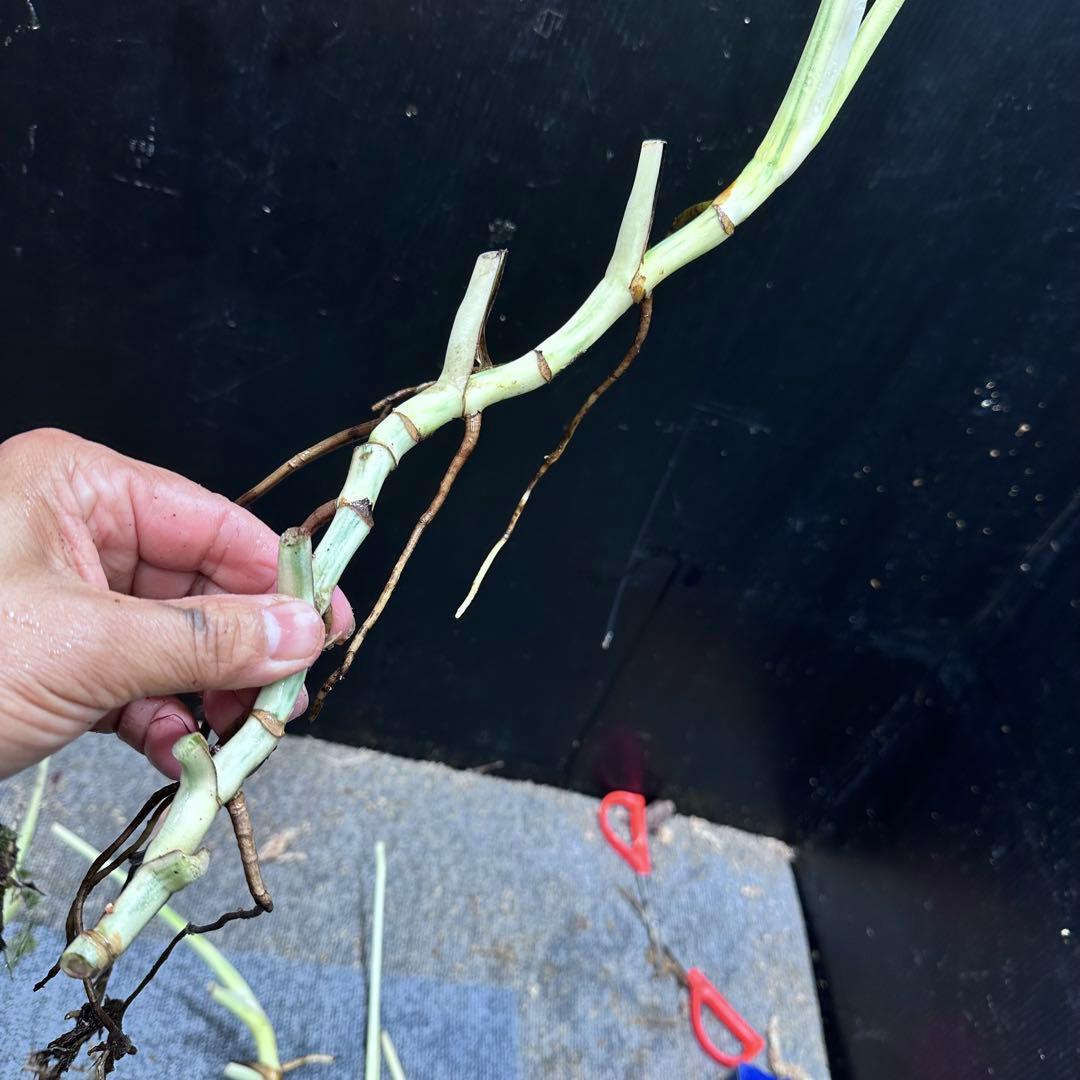 ❁⃘トム＆ジェリー❁⃘モンステラホワイトタイガー茎6本