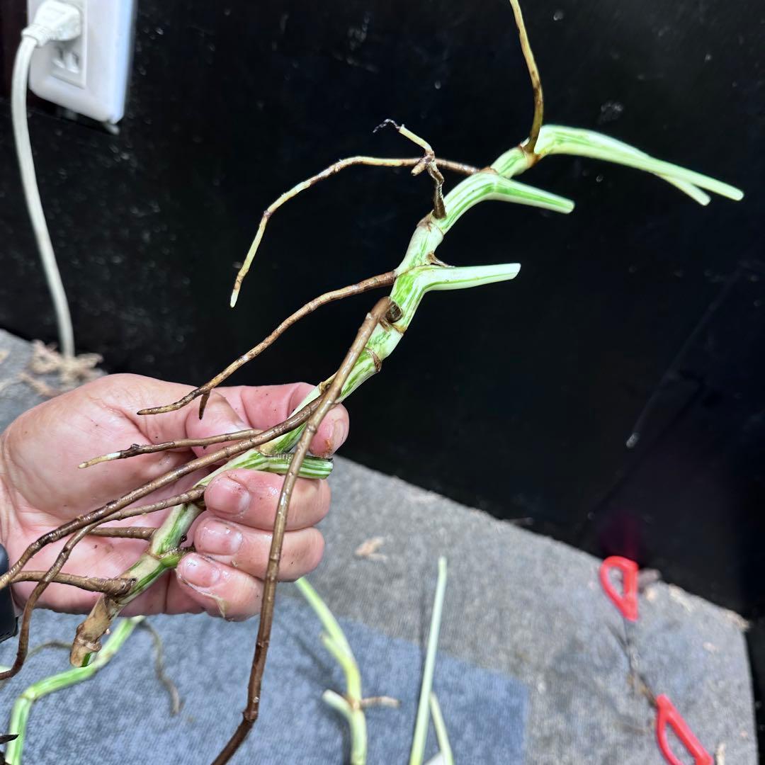 ❁⃘トム＆ジェリー❁⃘モンステラホワイトタイガー茎6本