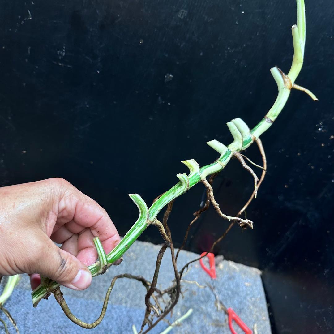 ❁⃘トム＆ジェリー❁⃘モンステラホワイトタイガー茎6本