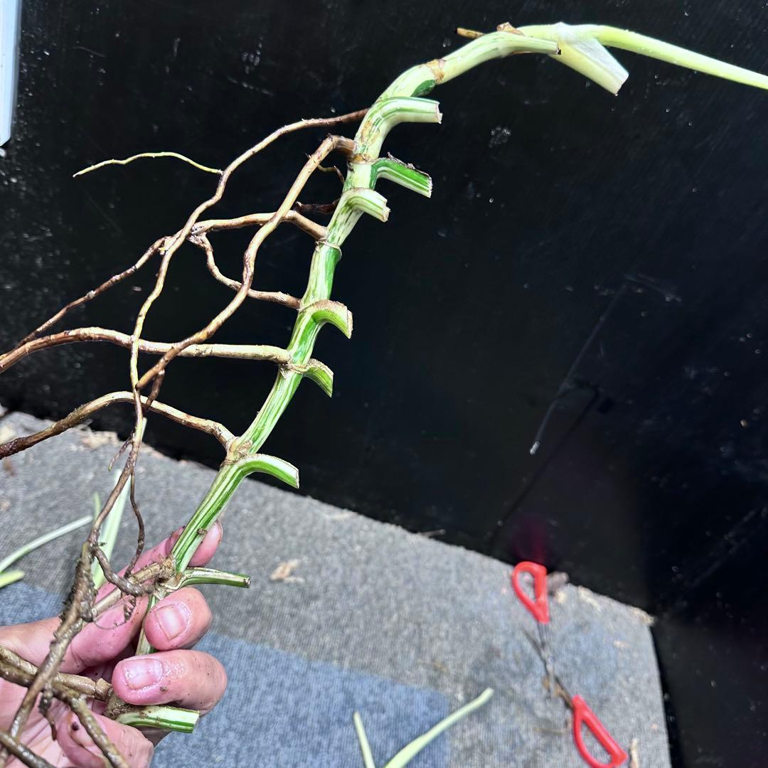 ❁⃘トム＆ジェリー❁⃘モンステラホワイトタイガー茎6本