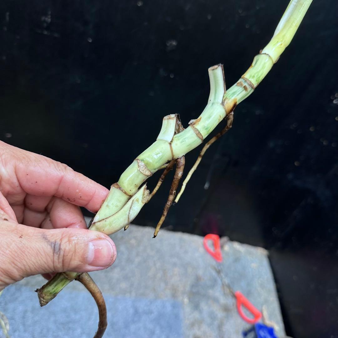 ❁⃘トム＆ジェリー❁⃘モンステラホワイトタイガー茎6本