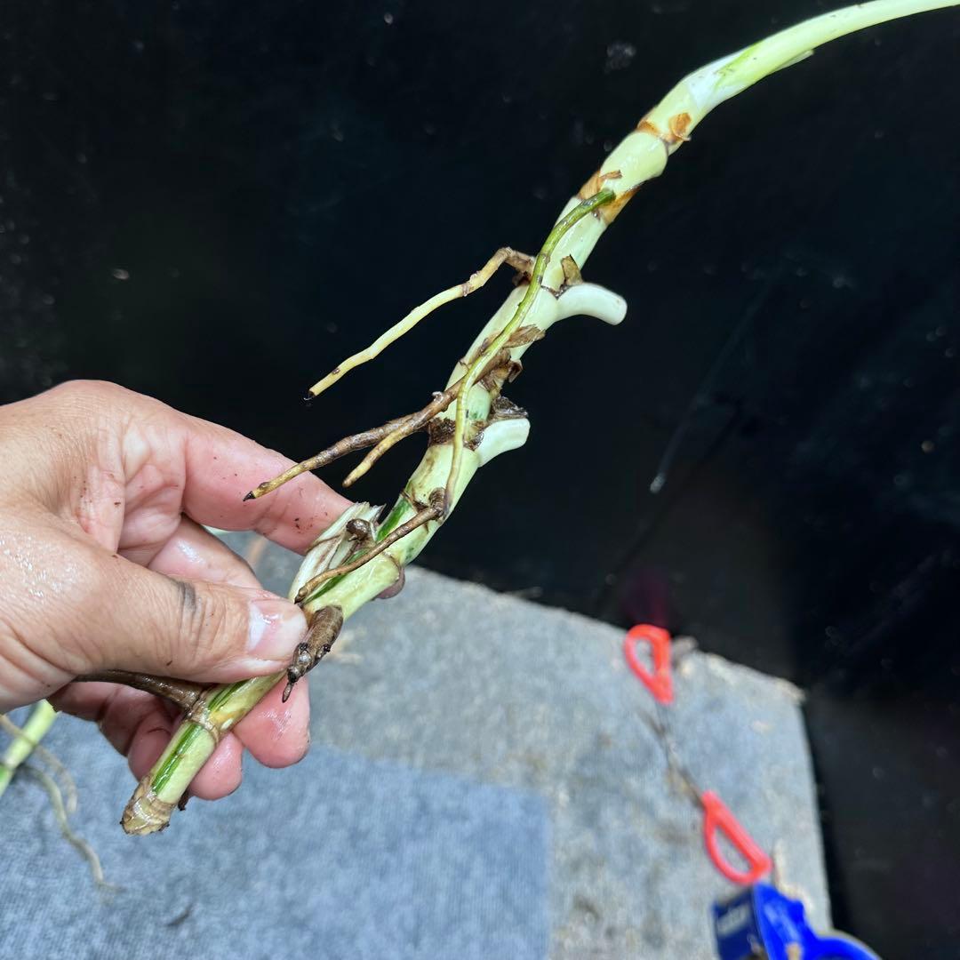 ❁⃘トム＆ジェリー❁⃘モンステラホワイトタイガー茎6本
