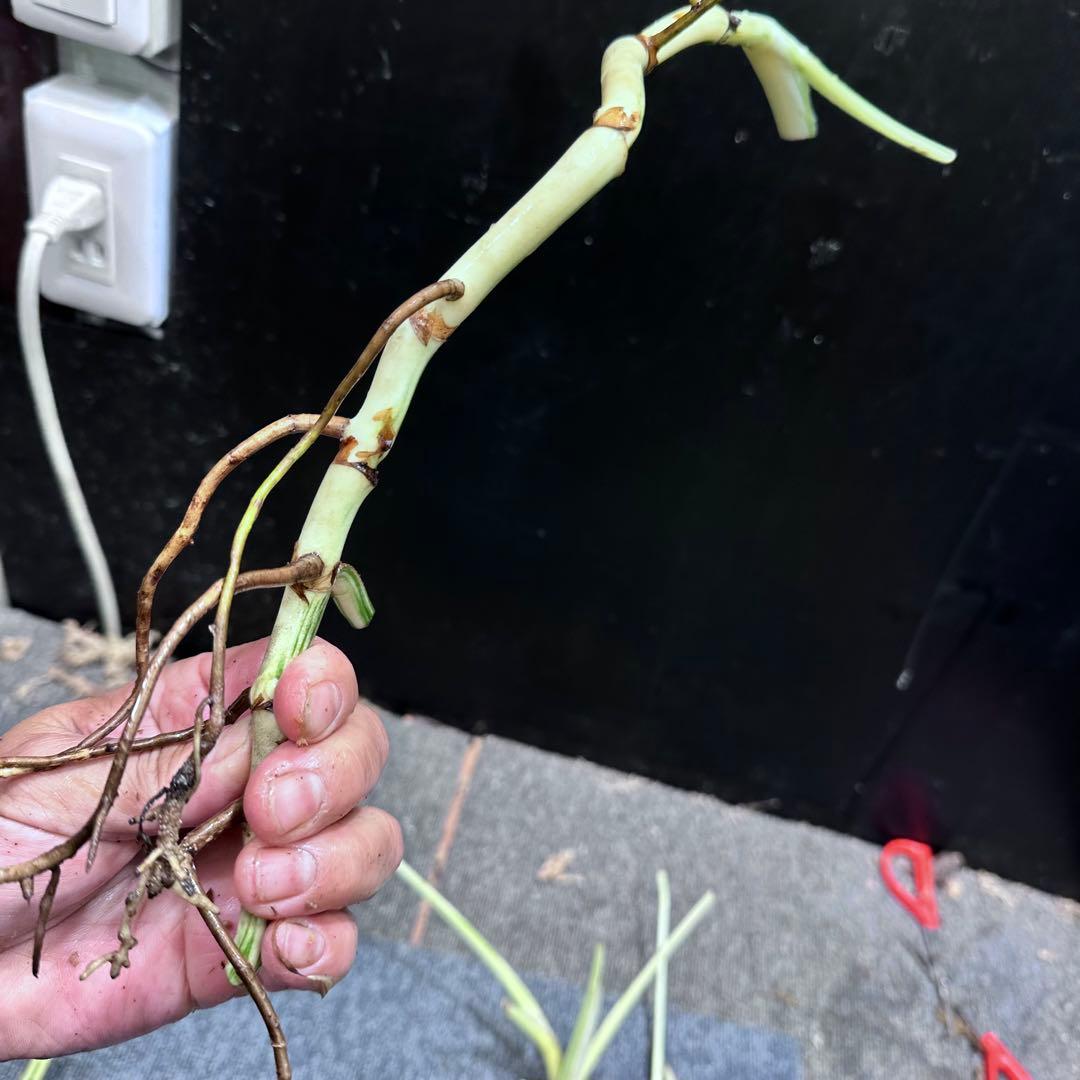 ❁⃘トム＆ジェリー❁⃘モンステラホワイトタイガー茎6本