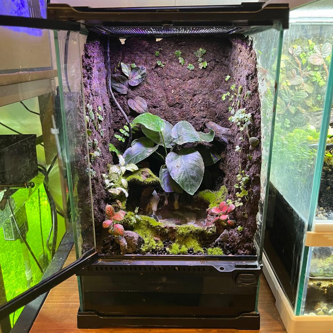 【最終値下げ】レイアウト水槽 イモリウム カエルリウム