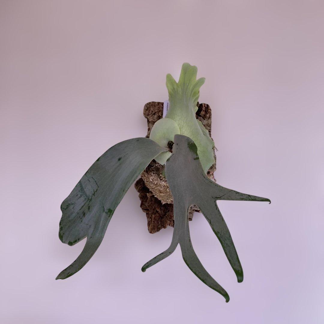 P.willinckii cv Zero （POP）