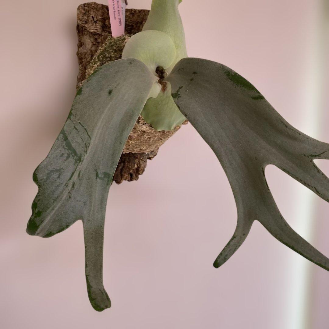 P.willinckii cv Zero （POP）