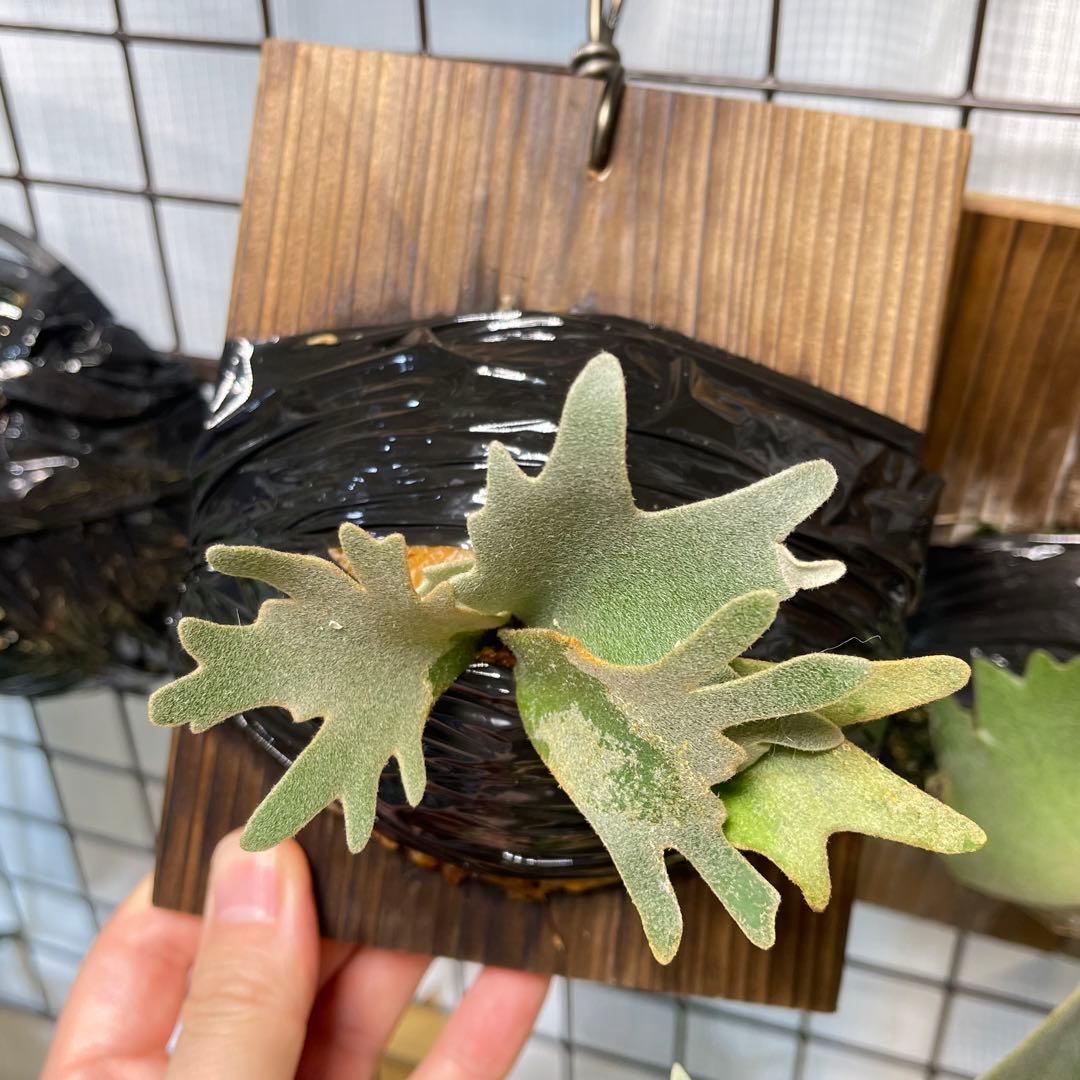 platycerium willinckii OMG オリジナル ビカクシダ