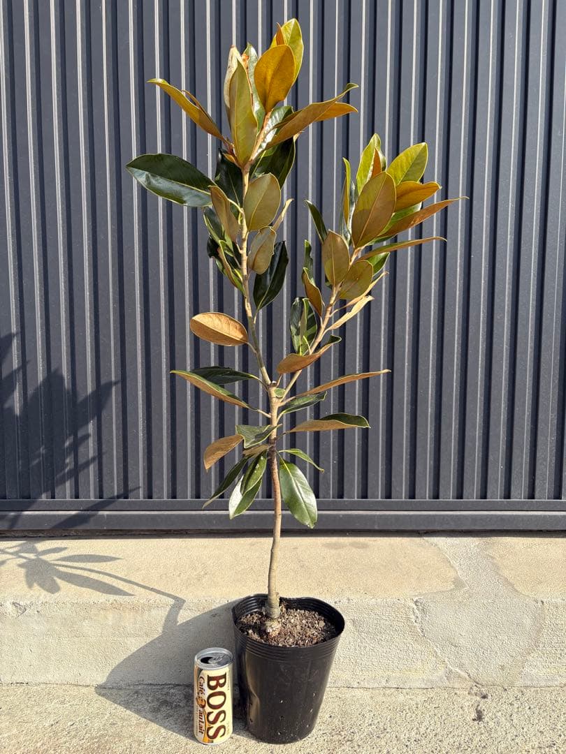 ◆タイサンボク　リトルジェム◆接木◆樹形が綺麗◆つぼみ有ります‼️◆
