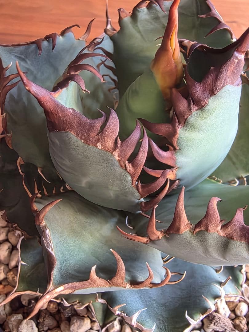 【某有名店実生】アガベ オテロイ 発根済み 美株 16cm鉢 鉢ごと発送