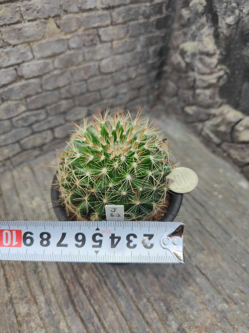 サボテン　激レア　マミラリア属　ヘイディアエ　輸入種子　実生