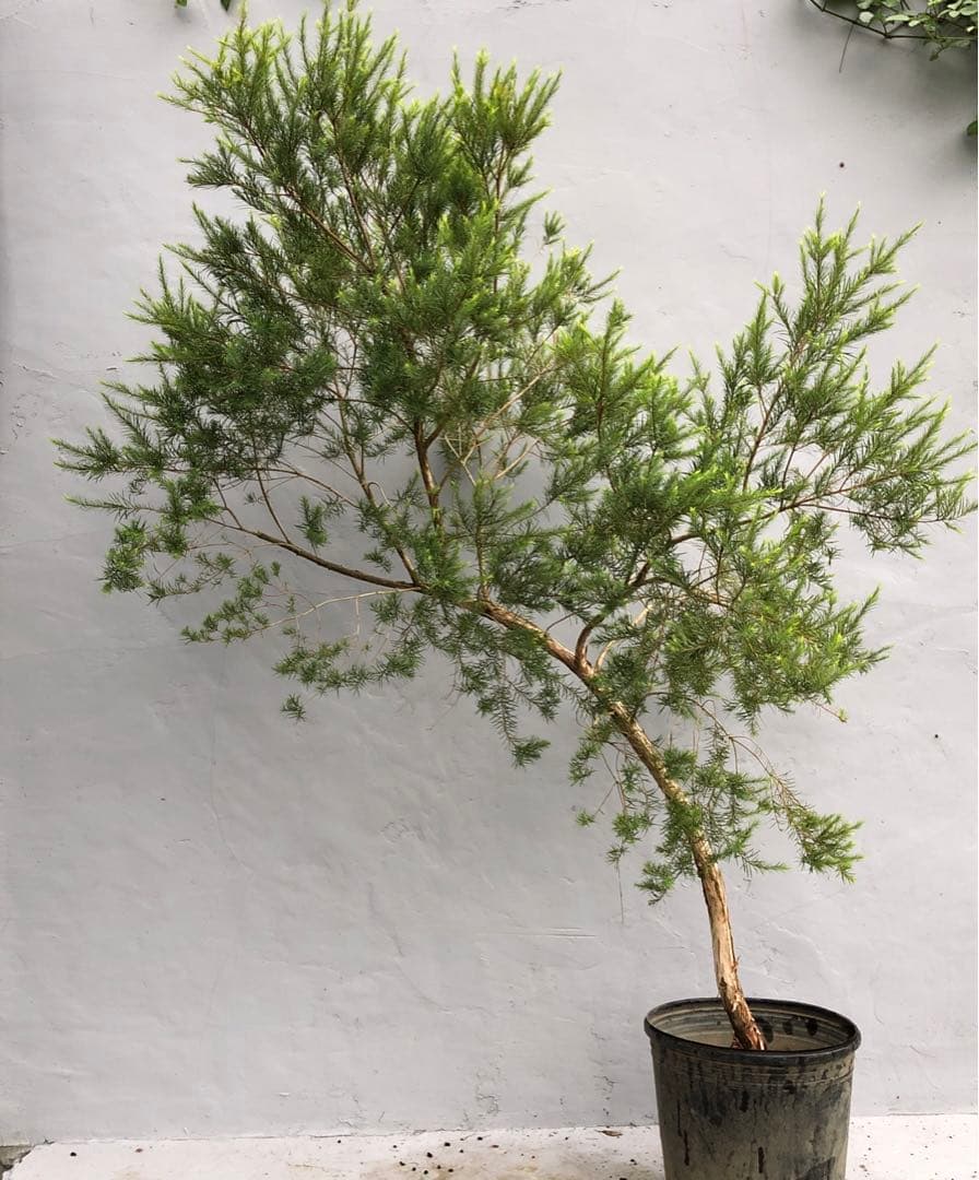 メディカルティーツリー　大型