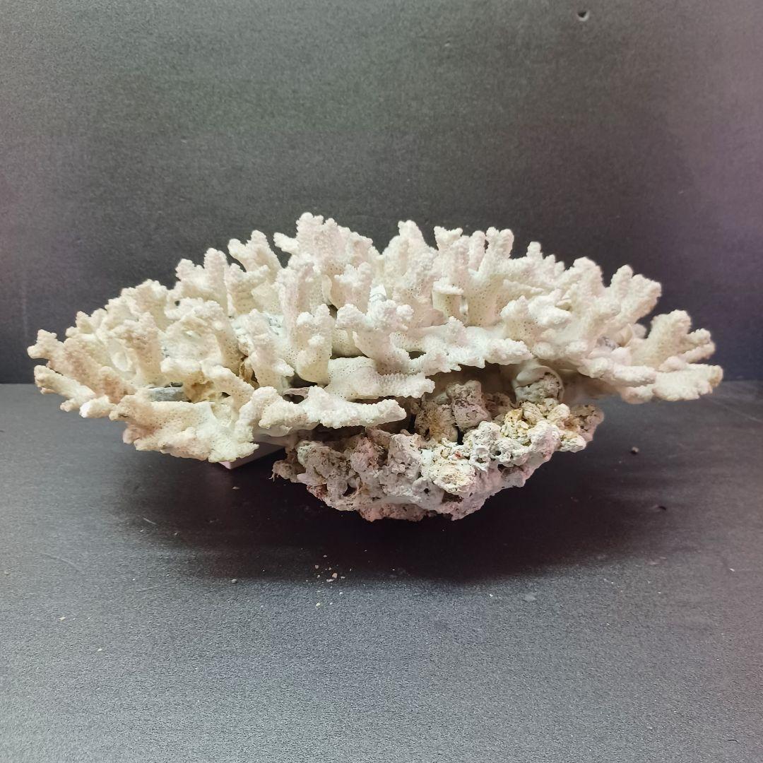 MURANO Salviati ムラノ サルヴィアーティ レース プレート 大皿