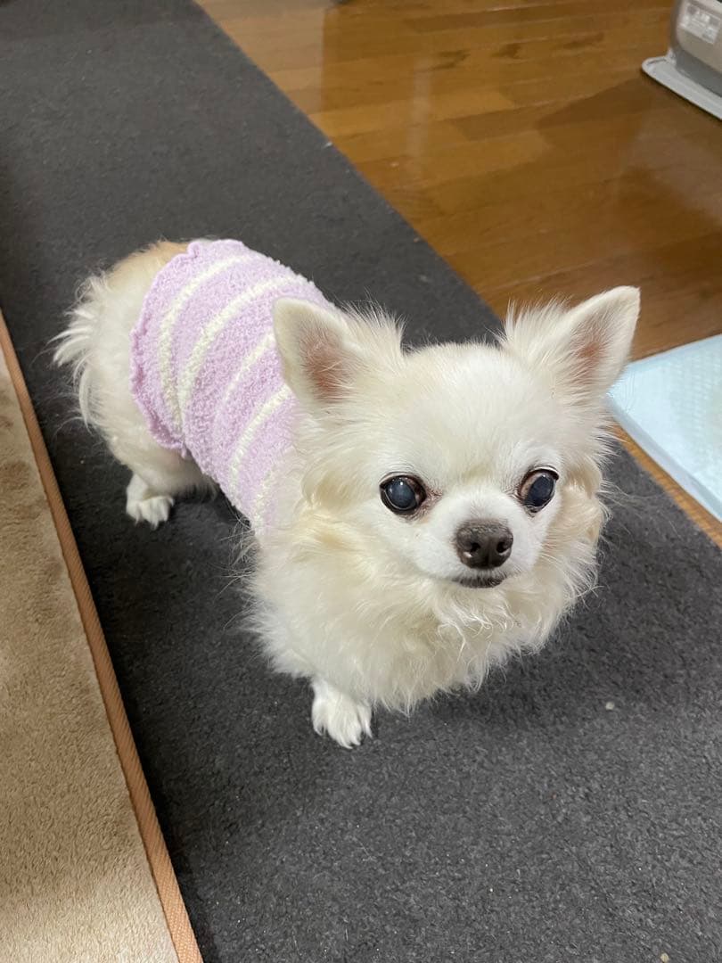 画像確認用　背中、全身伏せポーズ