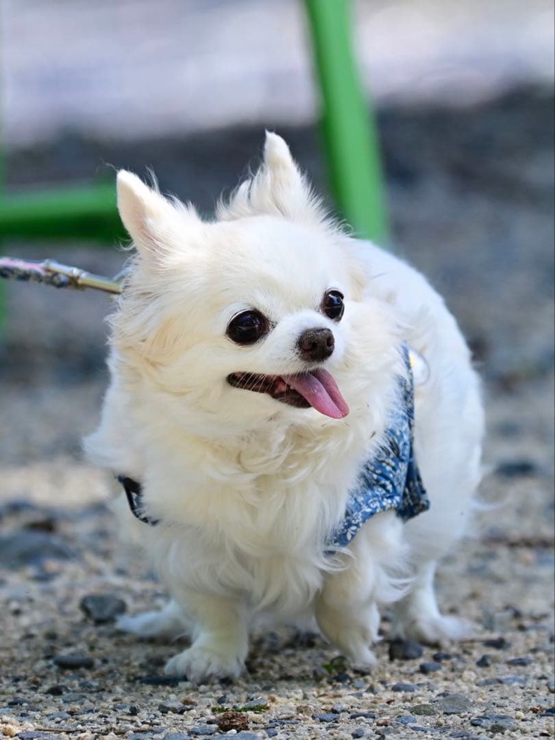 画像確認用　背中、全身伏せポーズ