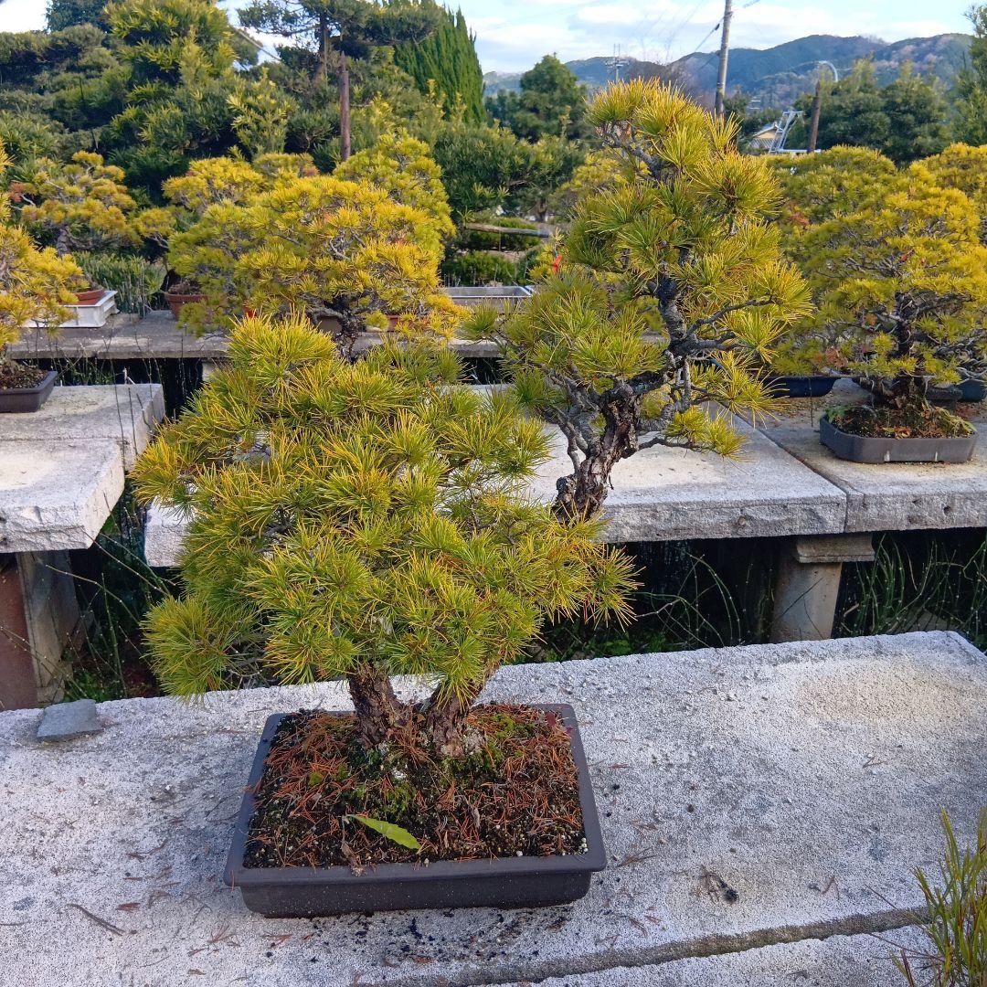 五葉松（持ち込み古い）