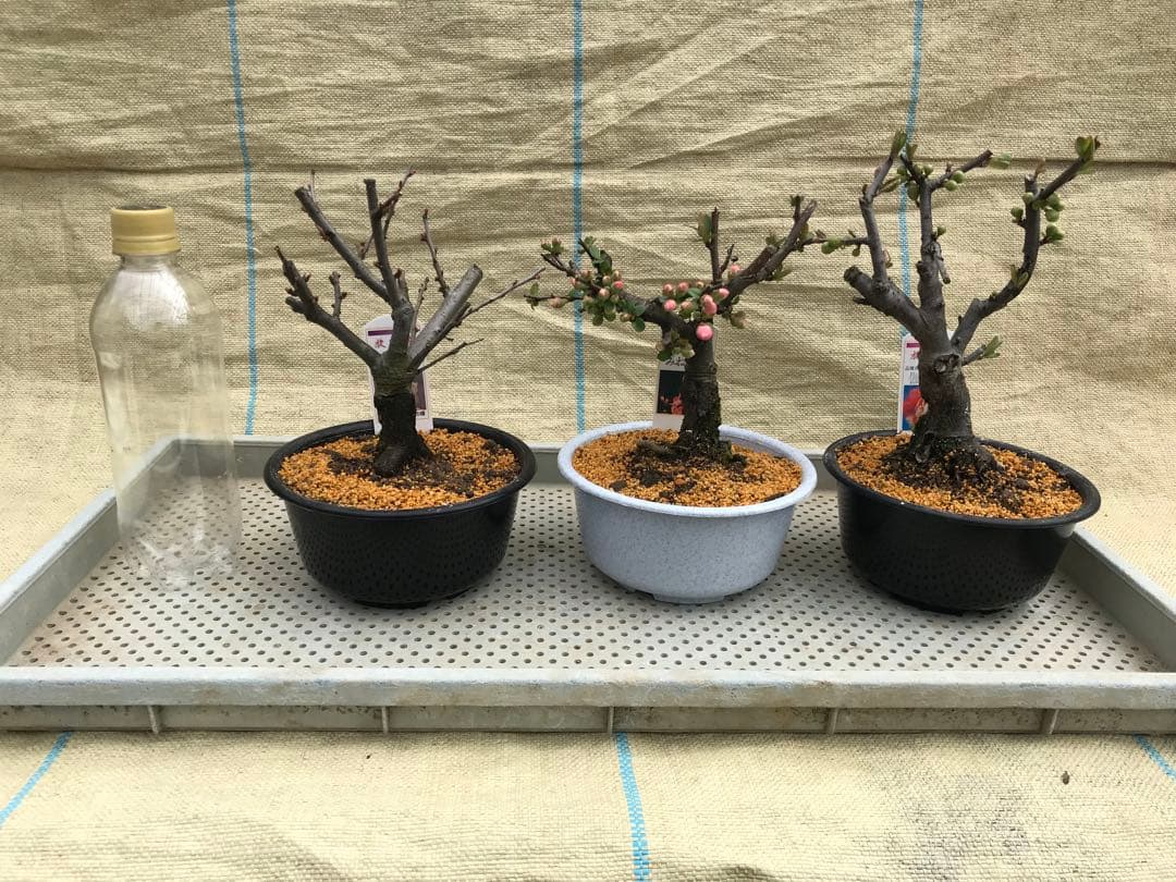 木瓜(ボケ)・放春花　5寸　6品種セット③