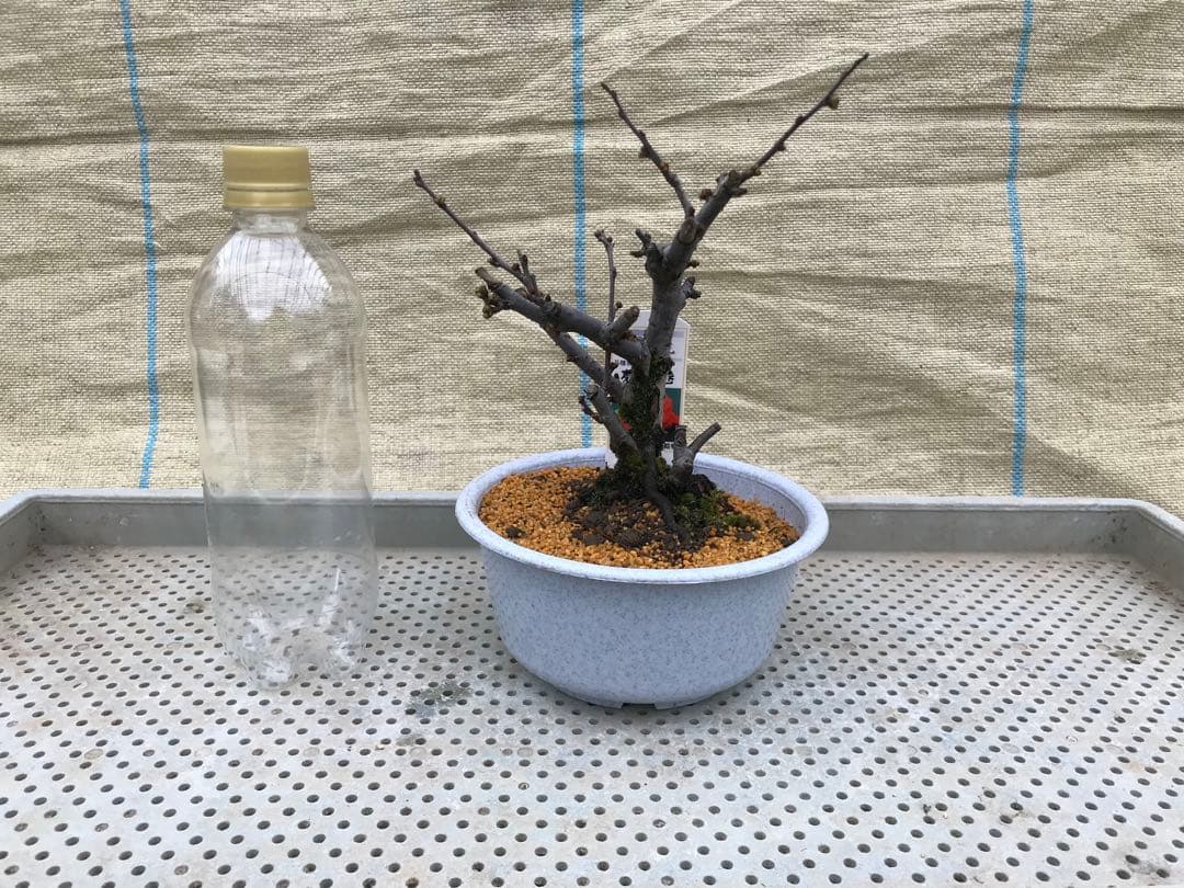 木瓜(ボケ)・放春花　5寸　6品種セット③