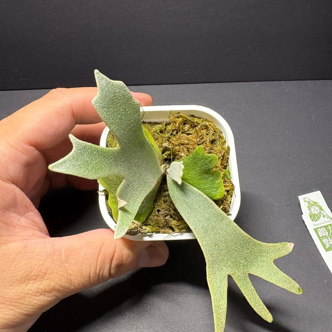 限定2株　P. willinckii ‘sweetmoon’ sporeling