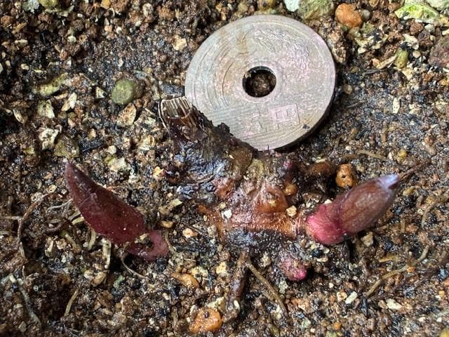 ＫＴＳ１◆【黄花多弁花】×【酸美人】◆交配ヤマシャクヤク（斑無し）◆実生5年生苗