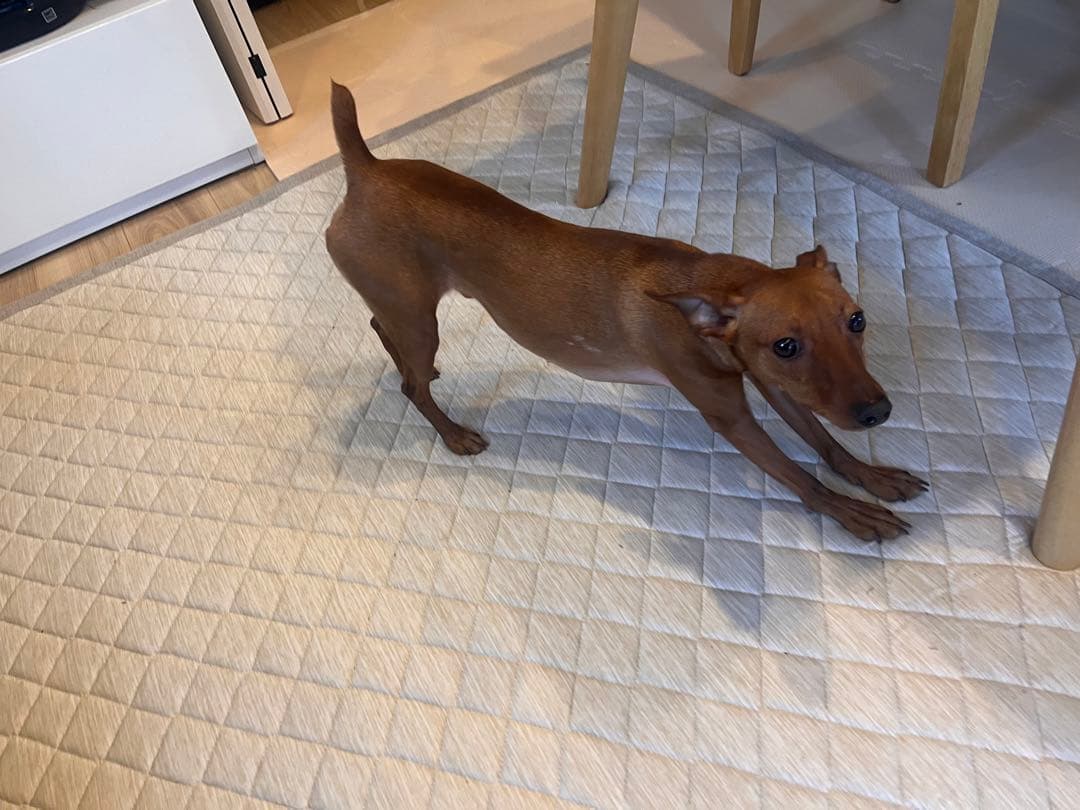 フェルト　ミニチュアピンシャー  Leo クプラウ専様用