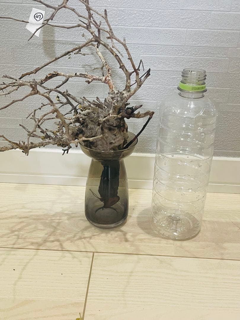 【価格見直し！】【発根済み限定3株】残り2株！オペルクリカリア・パキプス①