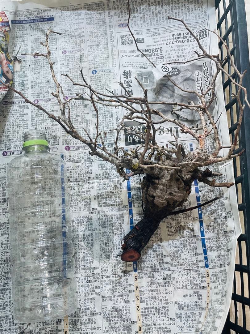 【価格見直し！】【発根済み限定3株】残り2株！オペルクリカリア・パキプス①