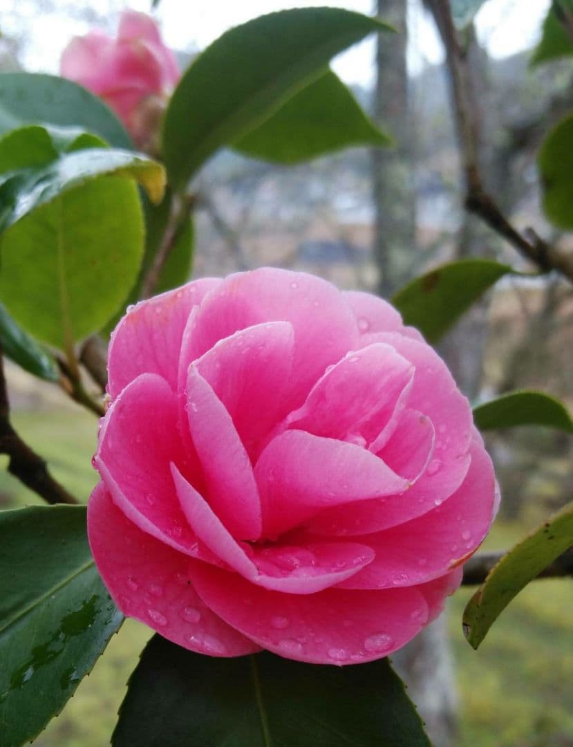 27●１５cm１本紅乙女椿根付発根苗　①送料込￥750［251224］