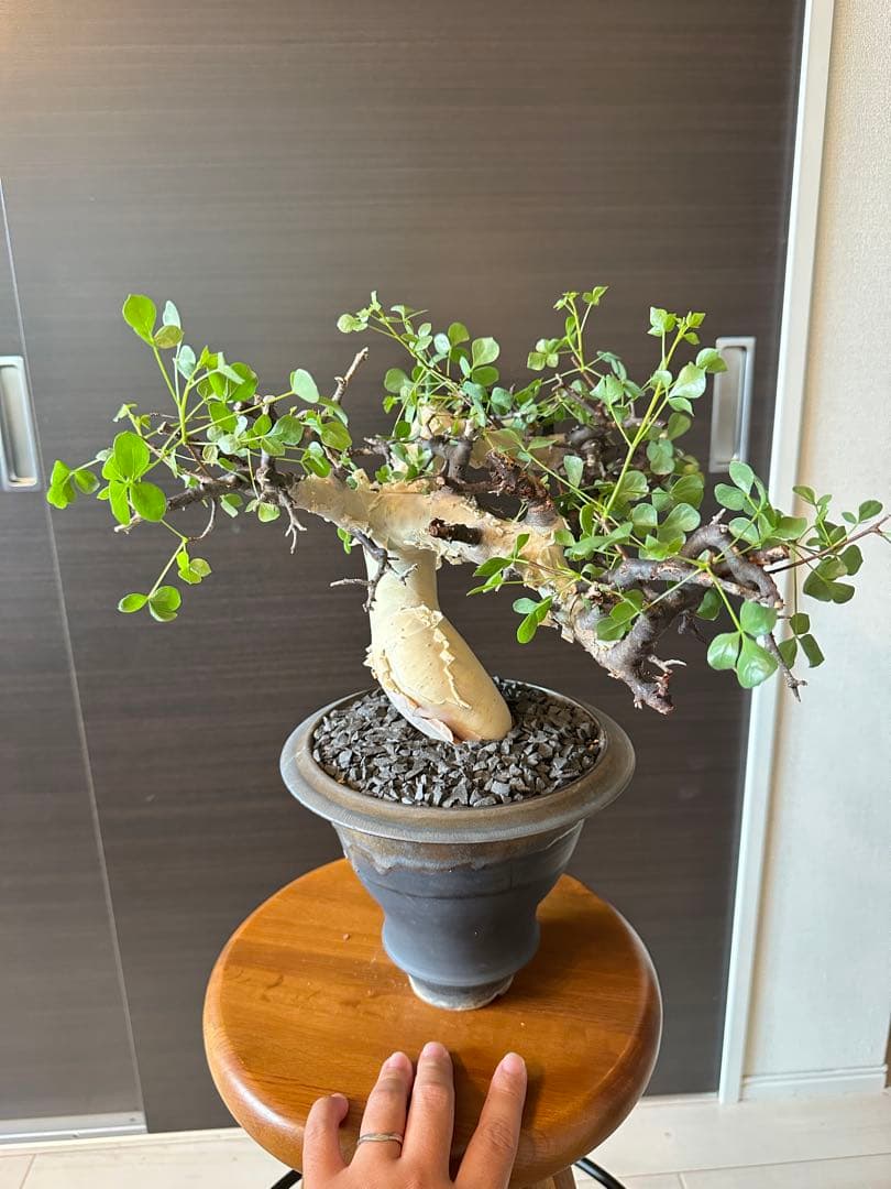 ぶ*た様 コミフォラ ピュア カタフ 極美株