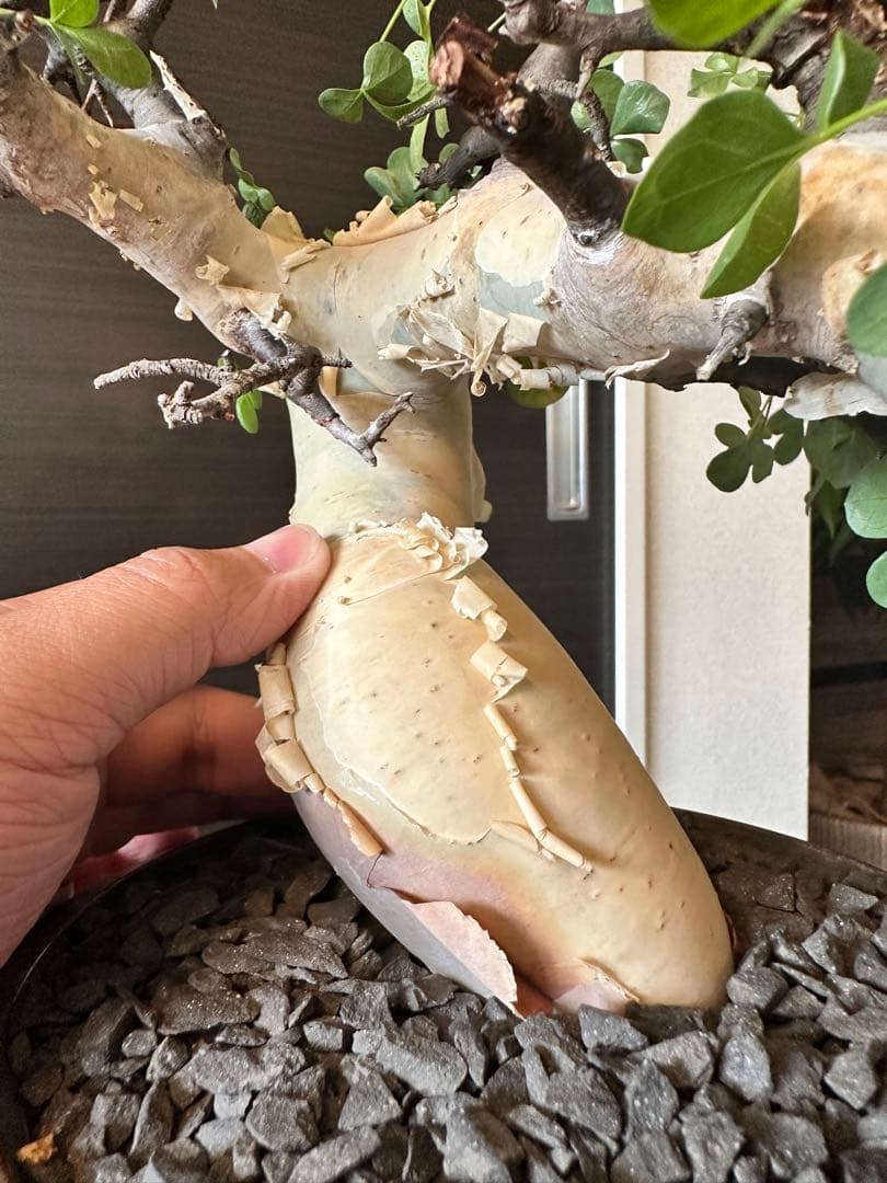 ぶ*た様 コミフォラ ピュア カタフ 極美株