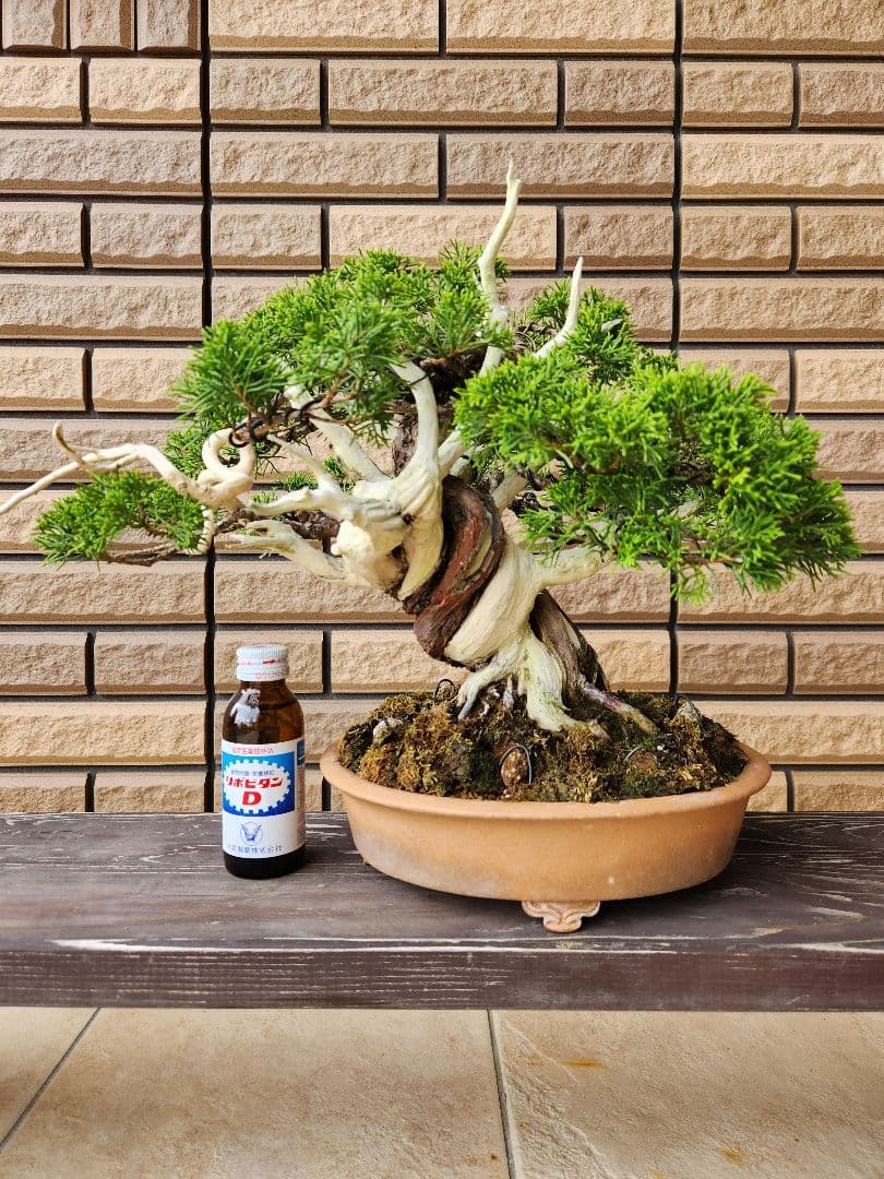 盆栽　真柏　盆栽鉢　苔