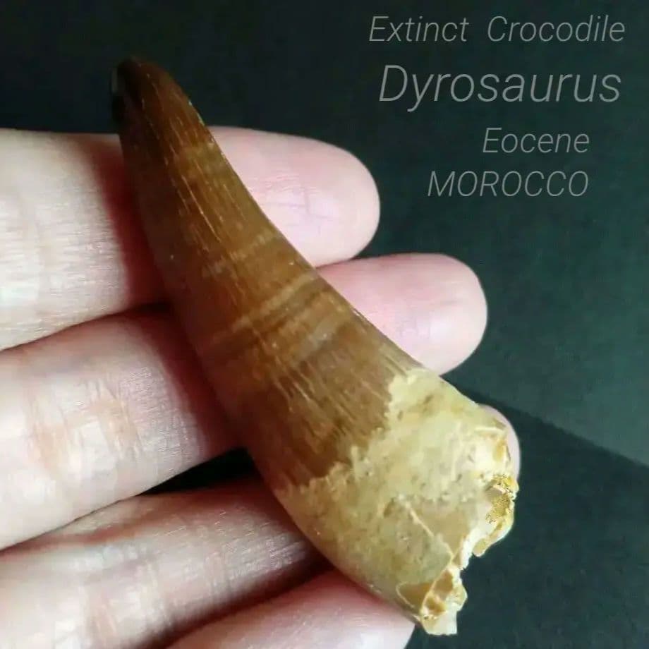 化石標本　絶滅種ワニ類　 ディロサウルス　極美麗
