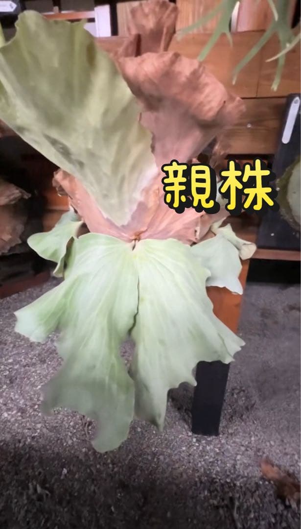 ビカクシダ P.antis pup