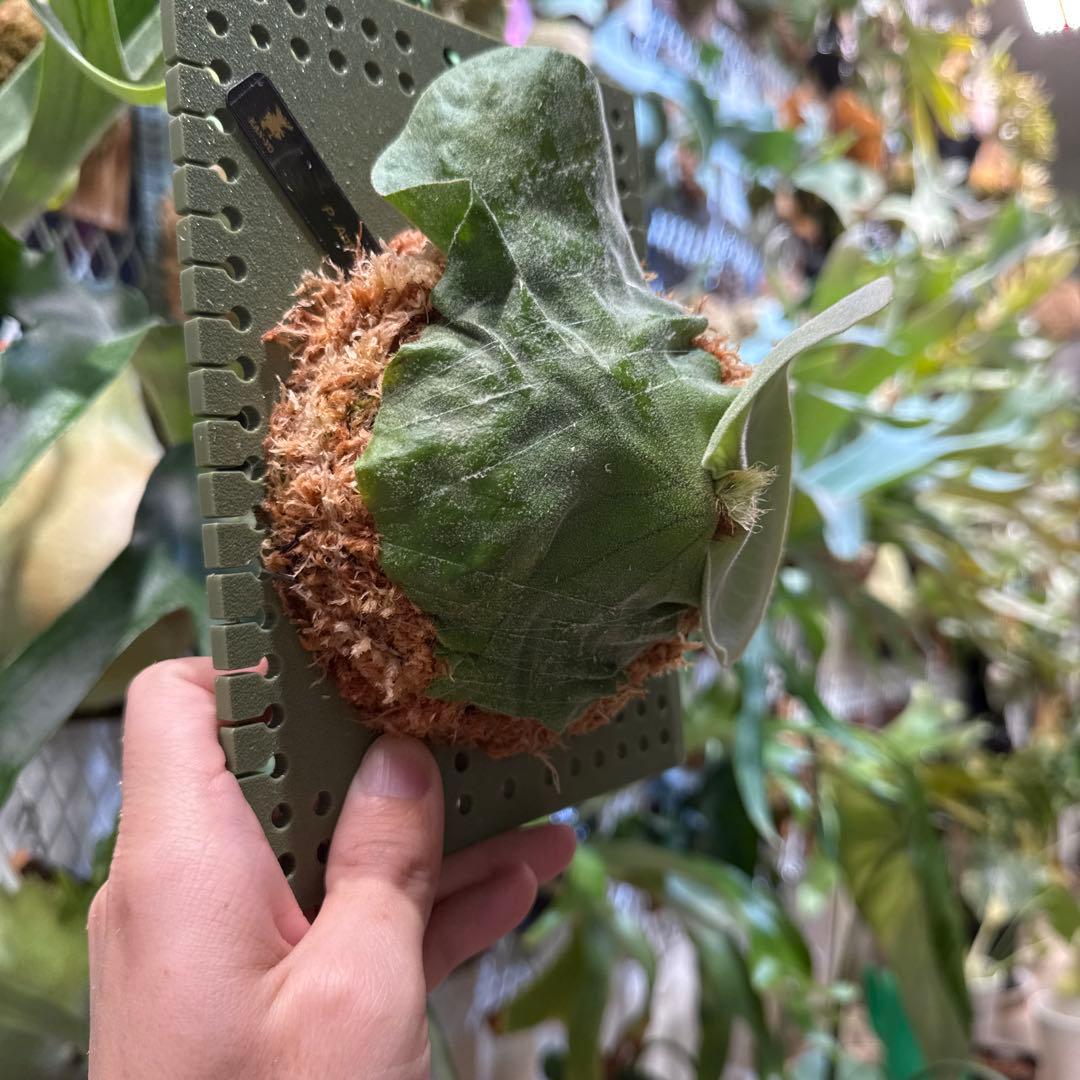 ビカクシダ P.antis pup