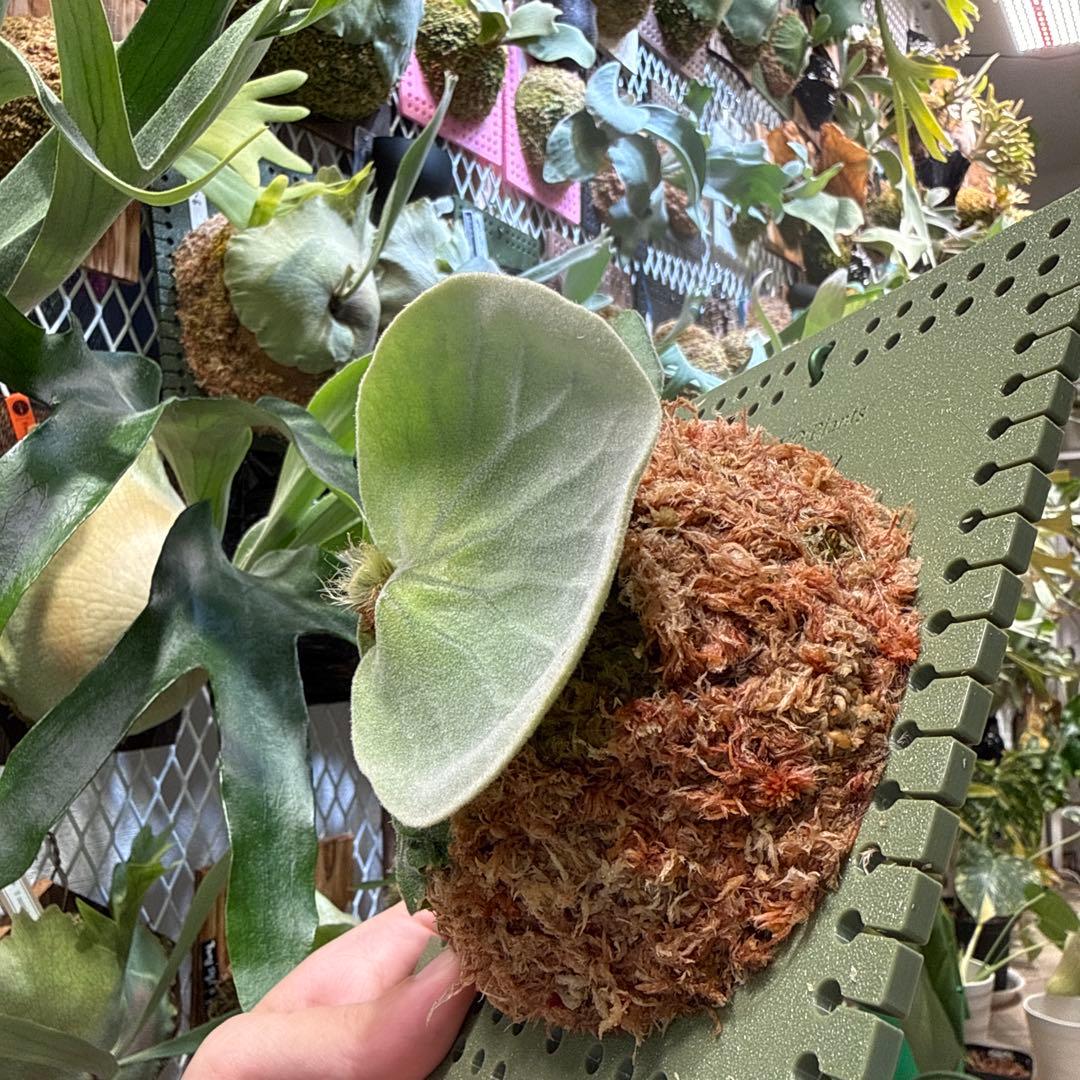 ビカクシダ P.antis pup