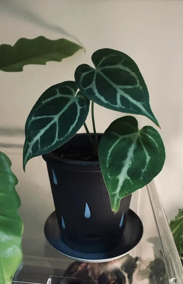 N0280 ciireals 手づくり 高品質 素焼鉢 植木鉢 通気抜群Bセット