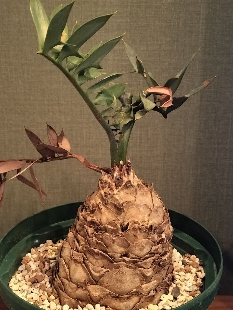 【manx】 エンセファラルトス ホリダス 南アフリカ産 大株