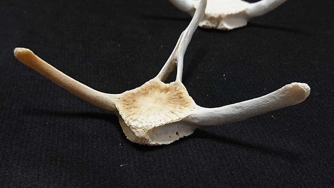【希少】イルカの骨セット_4