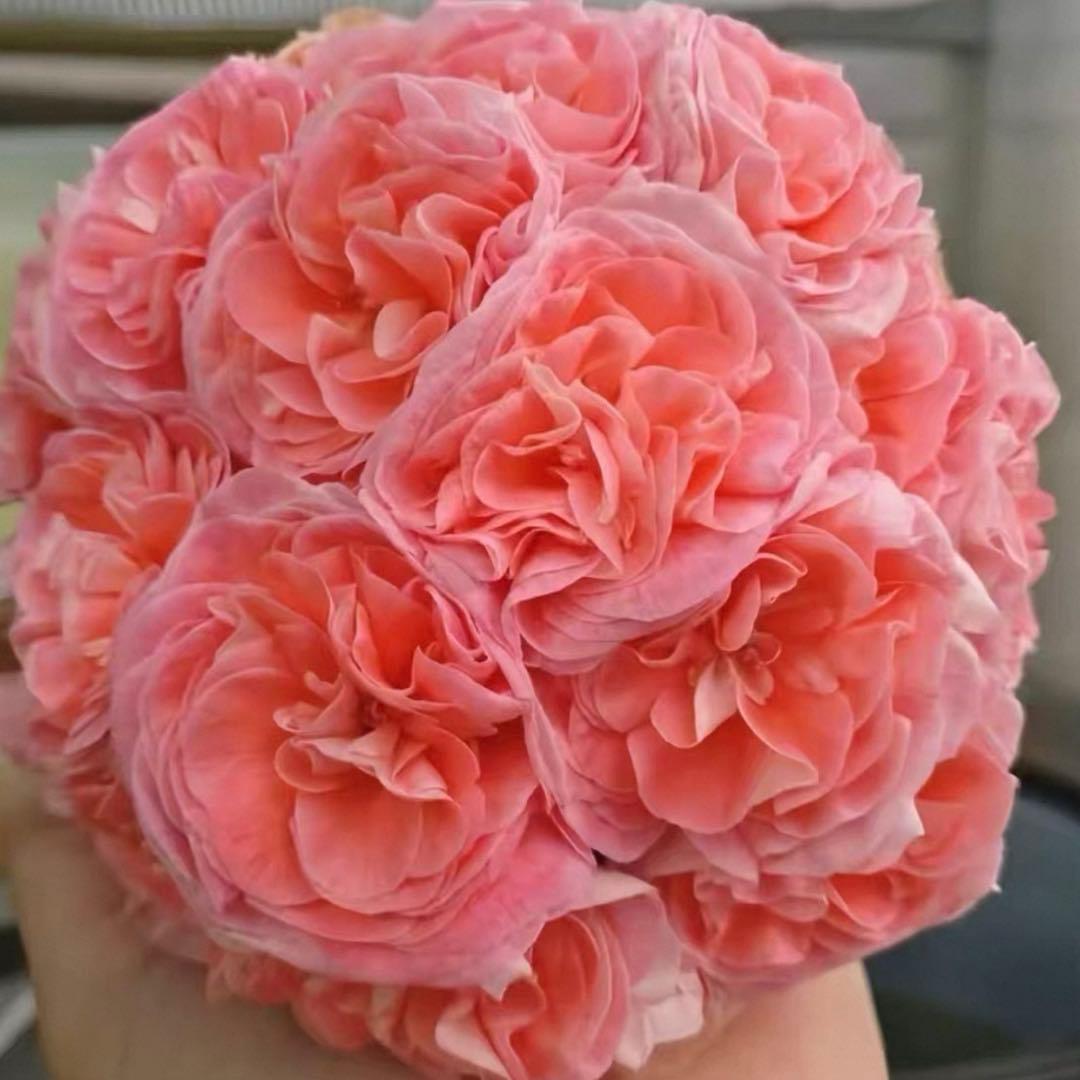 新品種　希少品種ゼラニウム　レア品種ゼラニウム　激レア品種ゼラニウム　1421