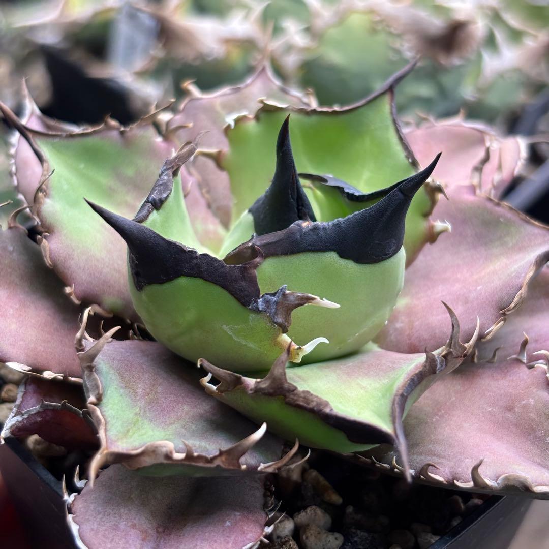 アガベ dennis040 キングアーサー 亞瑟王