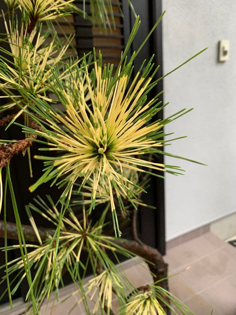 （取り引き限定）希少 蛇の目 五葉松 斑入り 花火 花吹雪