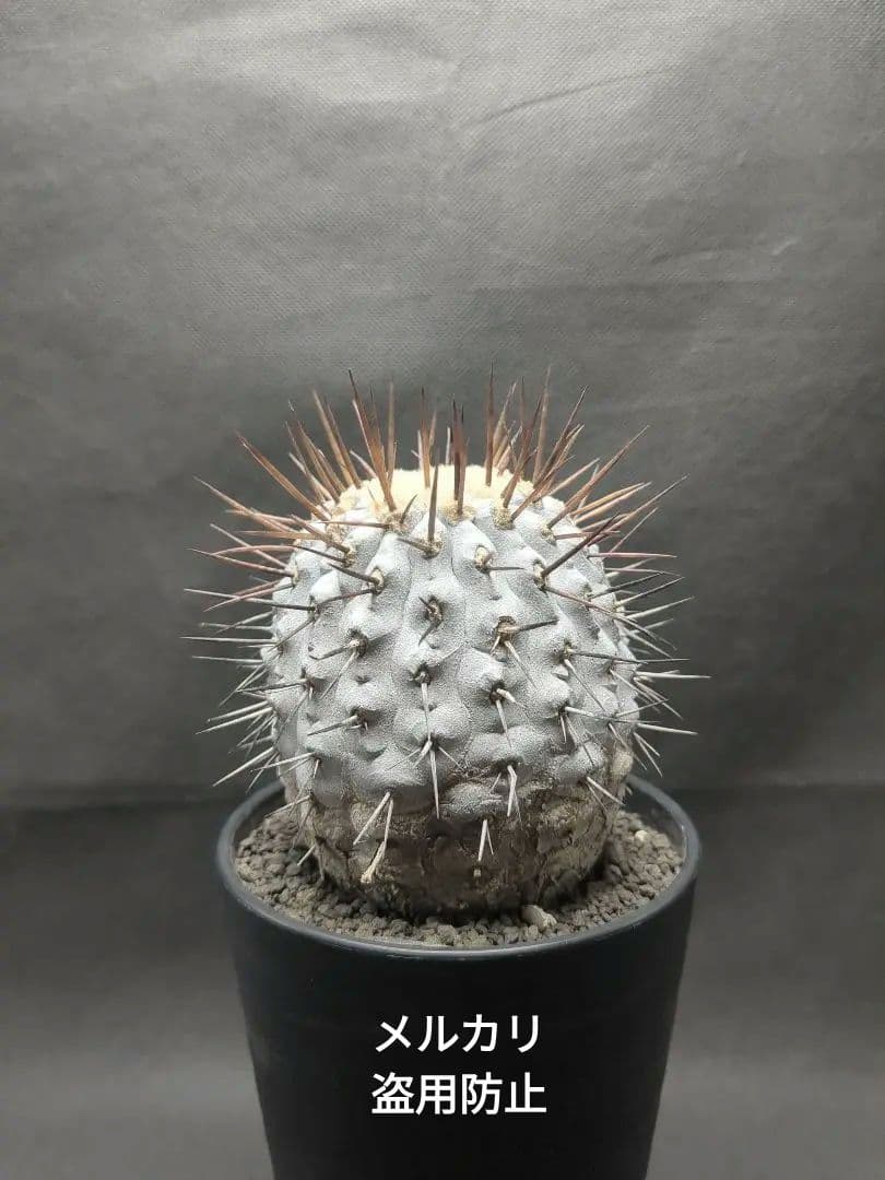 現地球　 Copiapoa　コピアポア コルムナアルバ　孤竜丸　美株