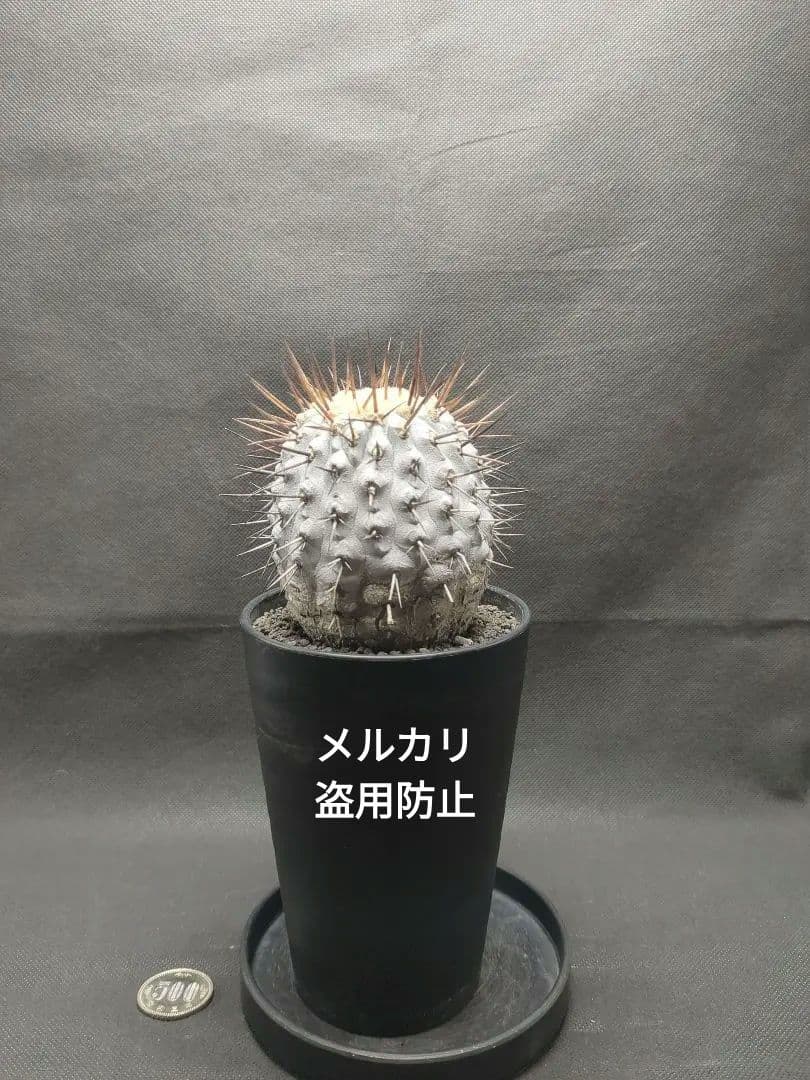 現地球　 Copiapoa　コピアポア コルムナアルバ　孤竜丸　美株