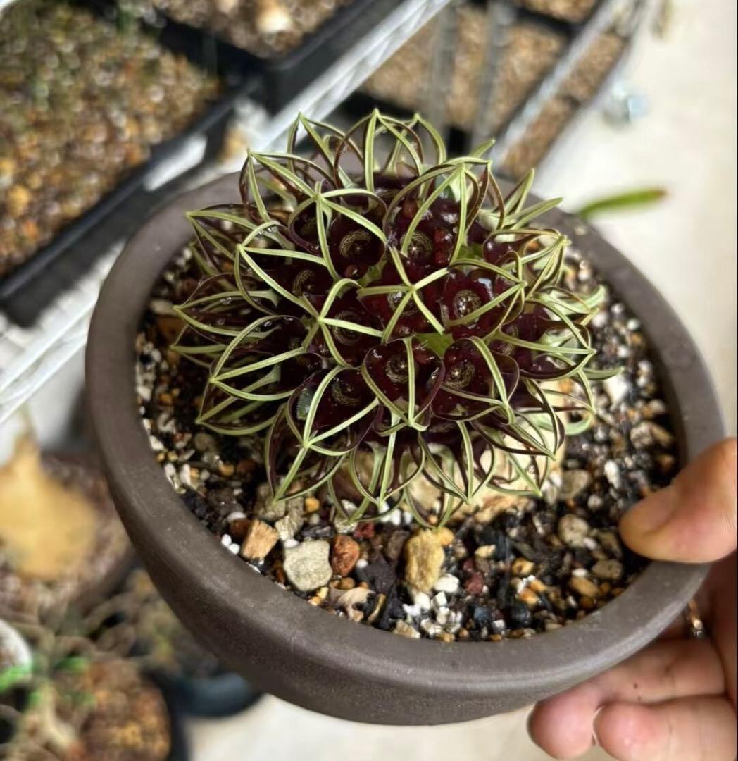 竜卵窟ブラキステルマ バーベラエ (Brachystelma barberae)