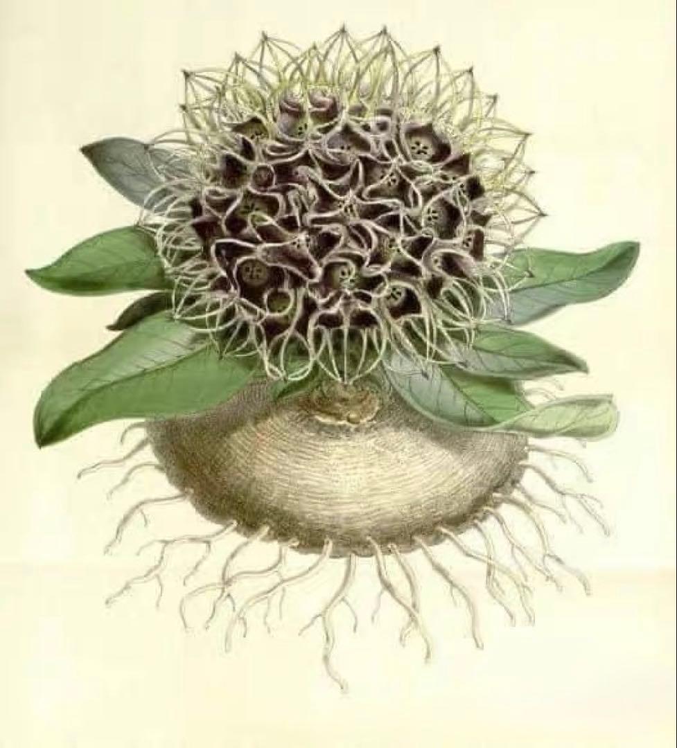 竜卵窟ブラキステルマ バーベラエ (Brachystelma barberae)