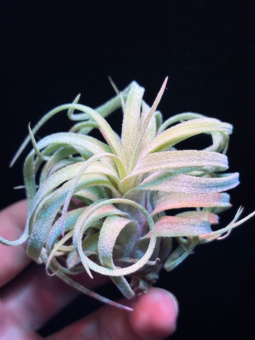 ブロメリア・エアープランツ Tillandsia 'The Twisted Predator' RFI