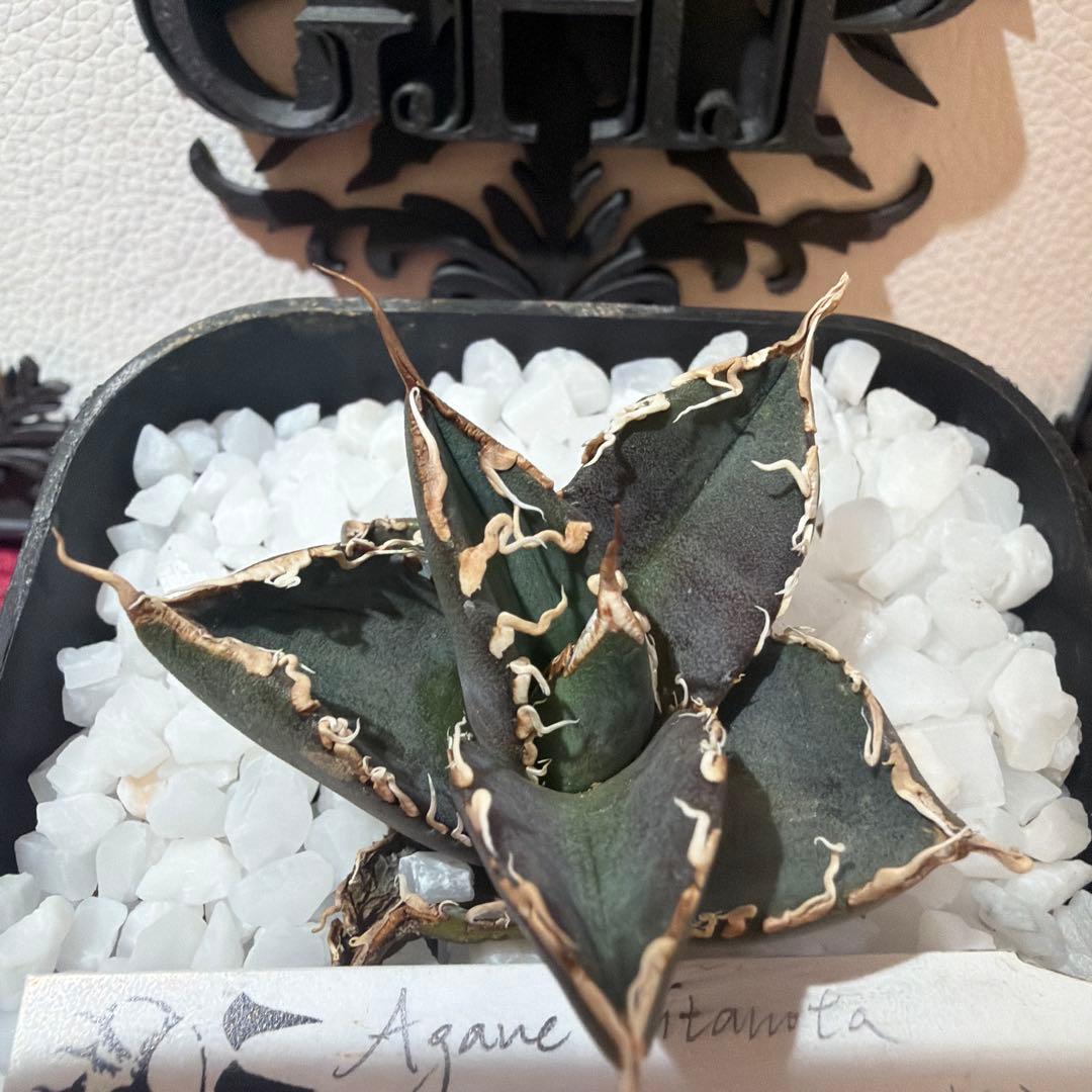 Agave titanota (アガベ)Dennis045