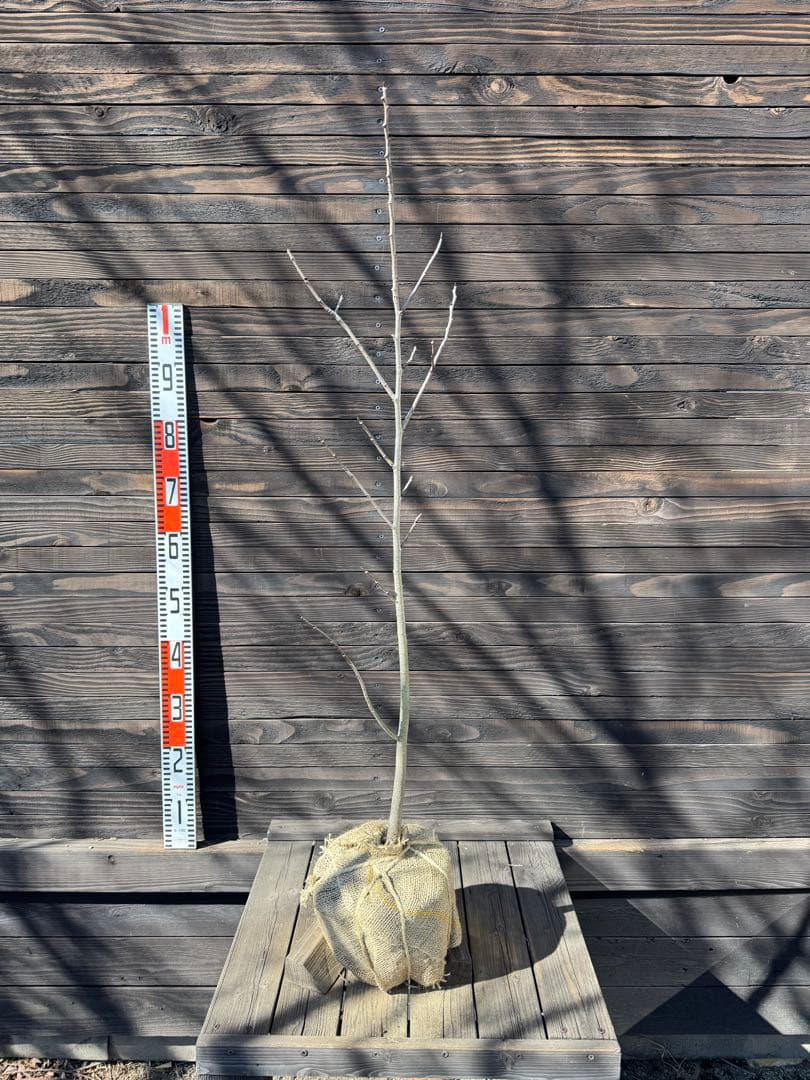 ポポー《庭木/果樹》【現品発送】管理 80043