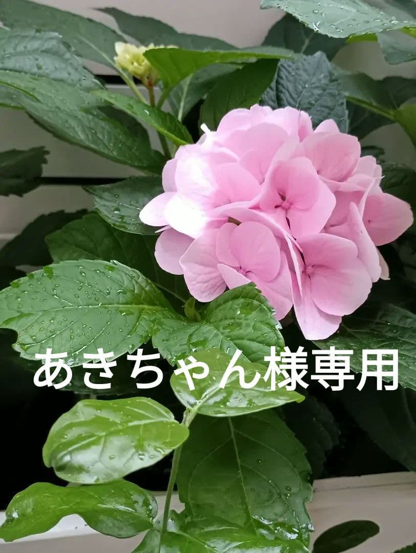 ランプベルジェオイル　 あきちゃん