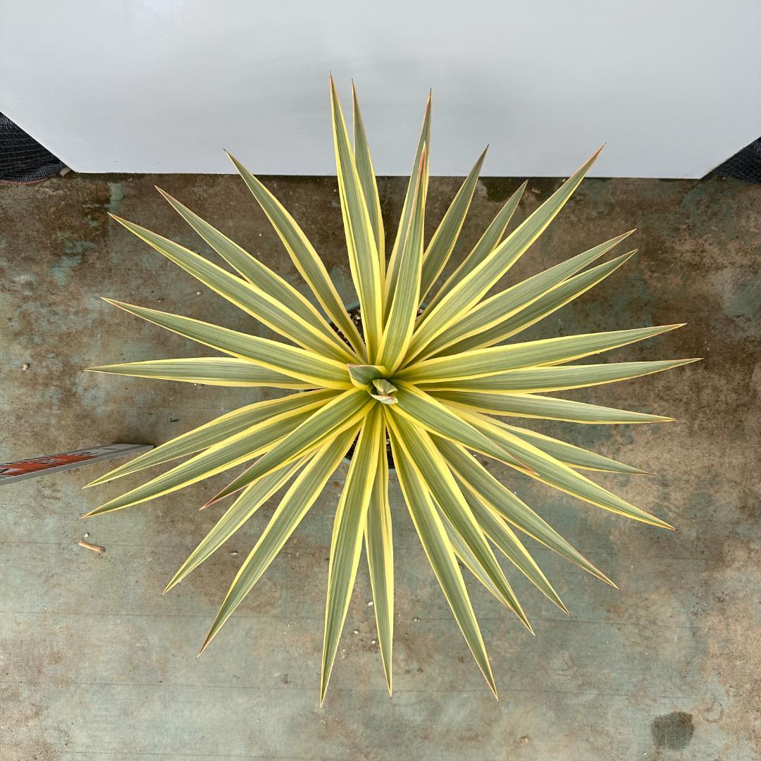 ユッカ　グロリオサ　ブライトスター【21-406】