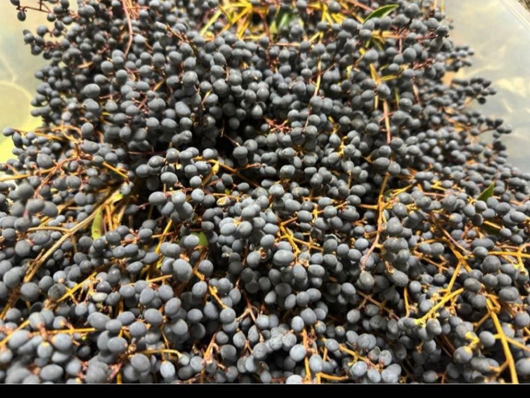 トウネズミモチの実　 トウネズミモチの果実